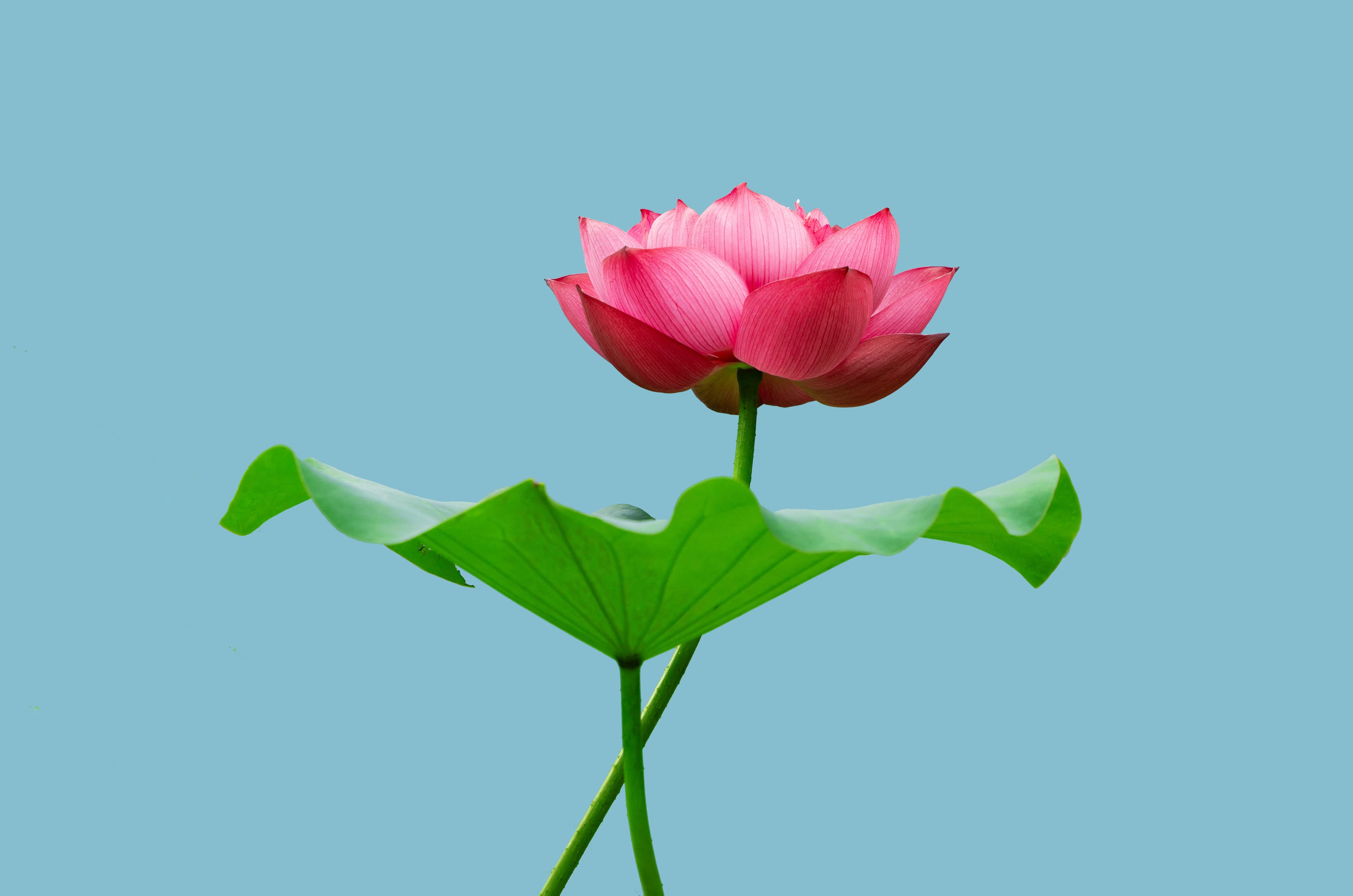 Lotus